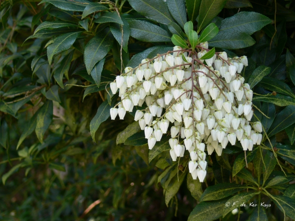 Bois des Moutiers (79) mars 2012